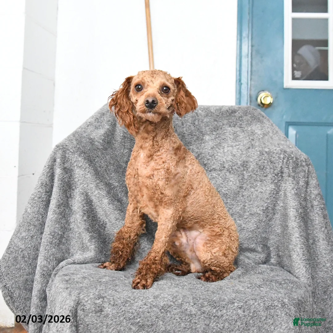 Miniature Poodle dogs for sale: Cherry - Ad 5