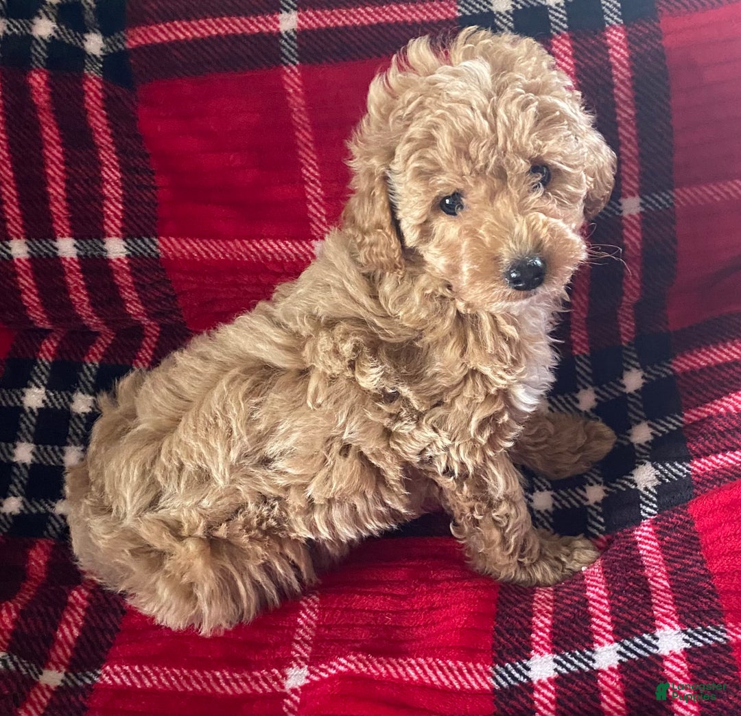 Miniature Poodle dogs for sale: Miniature Poodle Puppy 1 - Ad 4