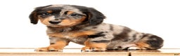 Miniature Dachshund dogs for sale: Hans - Ad 3