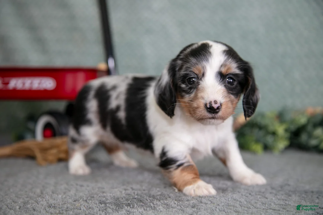 Miniature Dachshund dogs for sale: Baxter - Ad 3