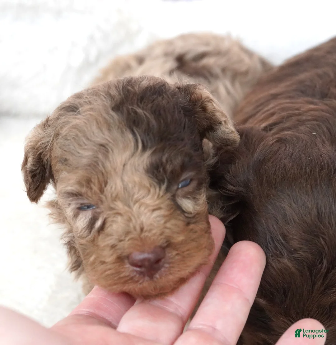Mini Aussiedoodle dogs for sale: F1B Toy Chocolate Merle Male - Ad 1