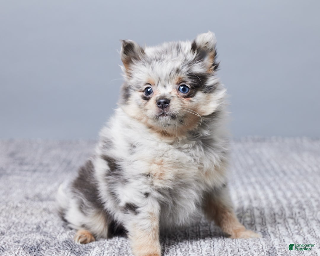 Pomeranian dogs for sale: Sherry - Ad 3