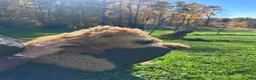 Goldendoodle dogs for sale: Cody von BridleWoof  - Ad 3