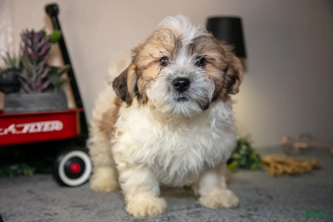 Teddy Bear dogs for sale: Vlad - Ad 1