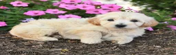 Mini Goldendoodle dogs for sale: Rita - Ad 4