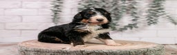 Bernedoodle dogs for sale: Axel - Ad 6