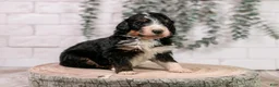 Bernedoodle dogs for sale: Axel - Ad 9