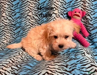 Mixed Breed dogs Howie - Ad 25