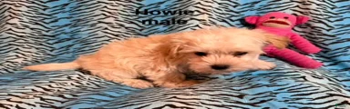 Howie
