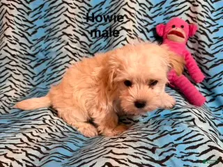 Mixed Breed dogs Howie - Ad 25