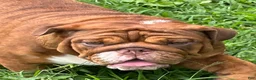 English Bulldog dogs for sale: Coco - Ad 3