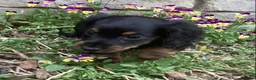 Miniature Dachshund dogs for sale: Panther  - Ad 6