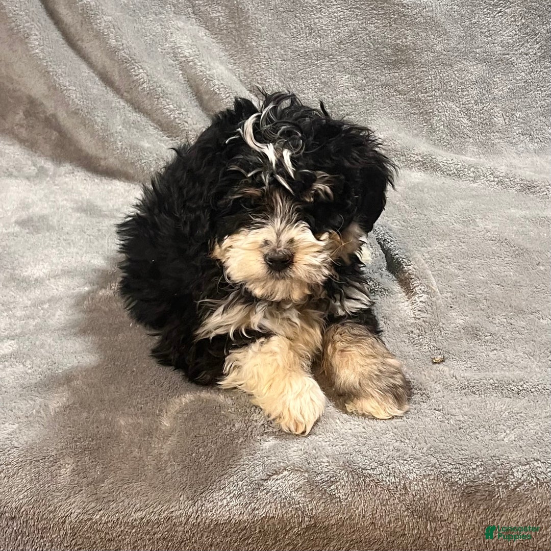 Mini Bernedoodle dogs for sale: Elliott - Ad 3
