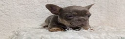 French Bulldog dogs for sale: Yogi - Ad 8