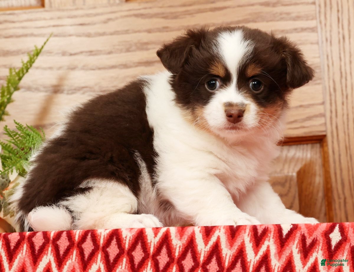 Havanese dogs Thomas - Ad 10