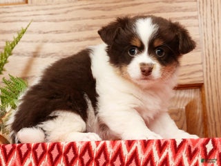 Havanese dogs Thomas - Ad 24