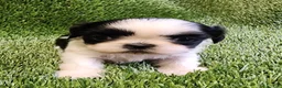 Shih Tzu dogs for sale: Shih Tzu 1 - Ad 1