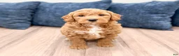 Mini Goldendoodle dogs for sale: Angie - Ad 7