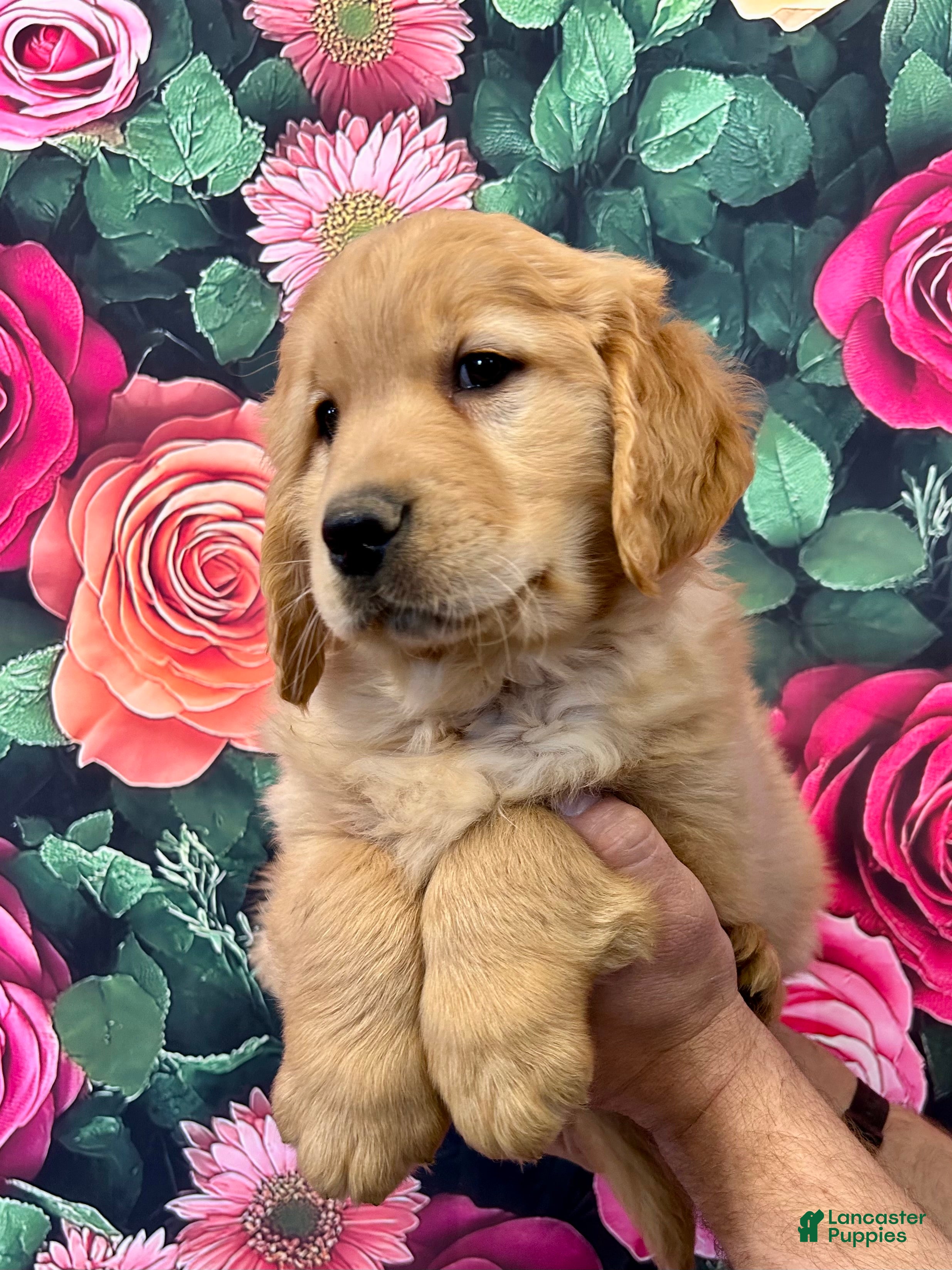 Golden Retriever dogs Clifford  - Ad 2