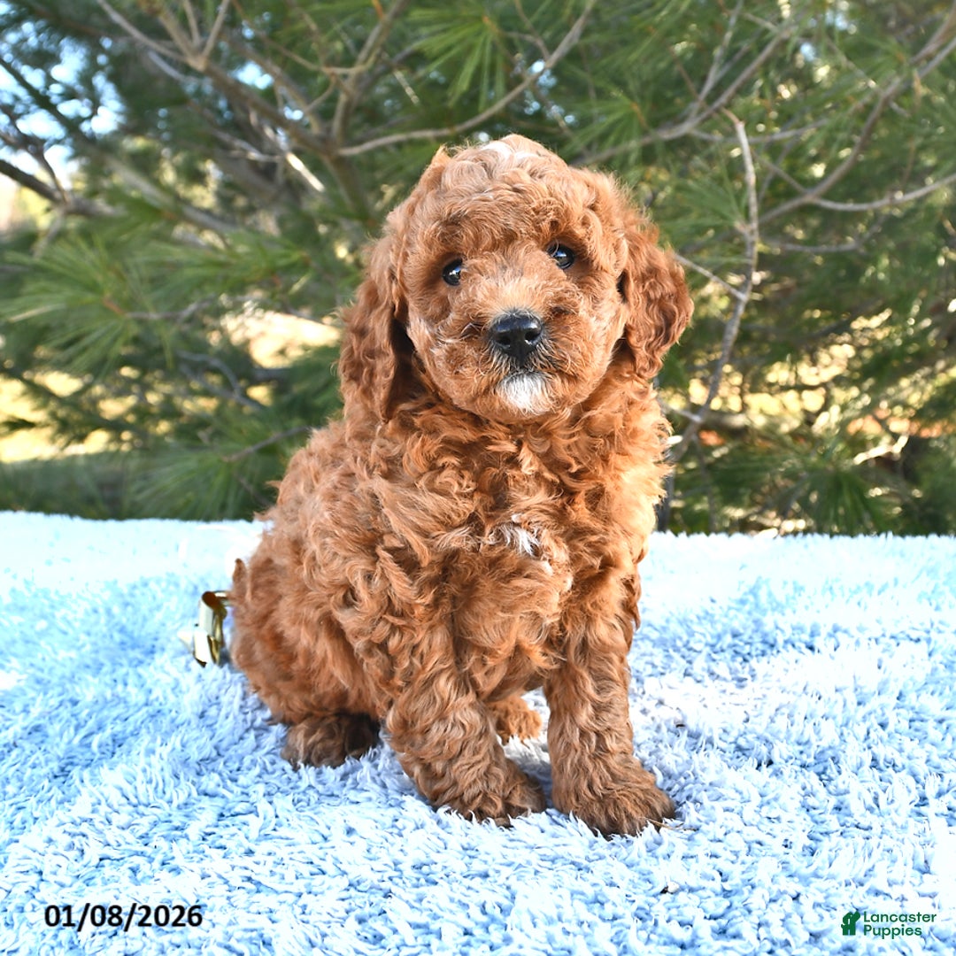 Mini Goldendoodle dogs for sale: Forest - Ad 1