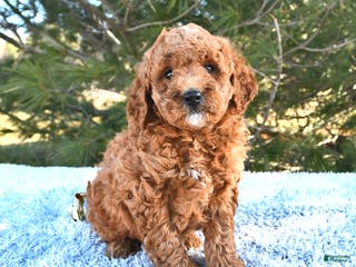 Mini Goldendoodle dogs Forest - Ad 22