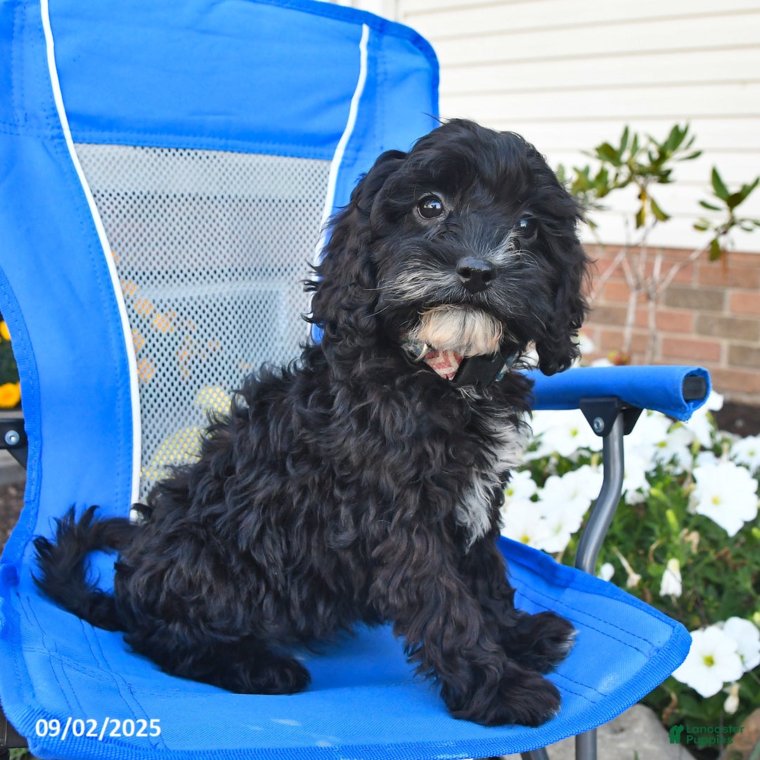 Cavapoo dogs for sale: Tonia - Ad 2