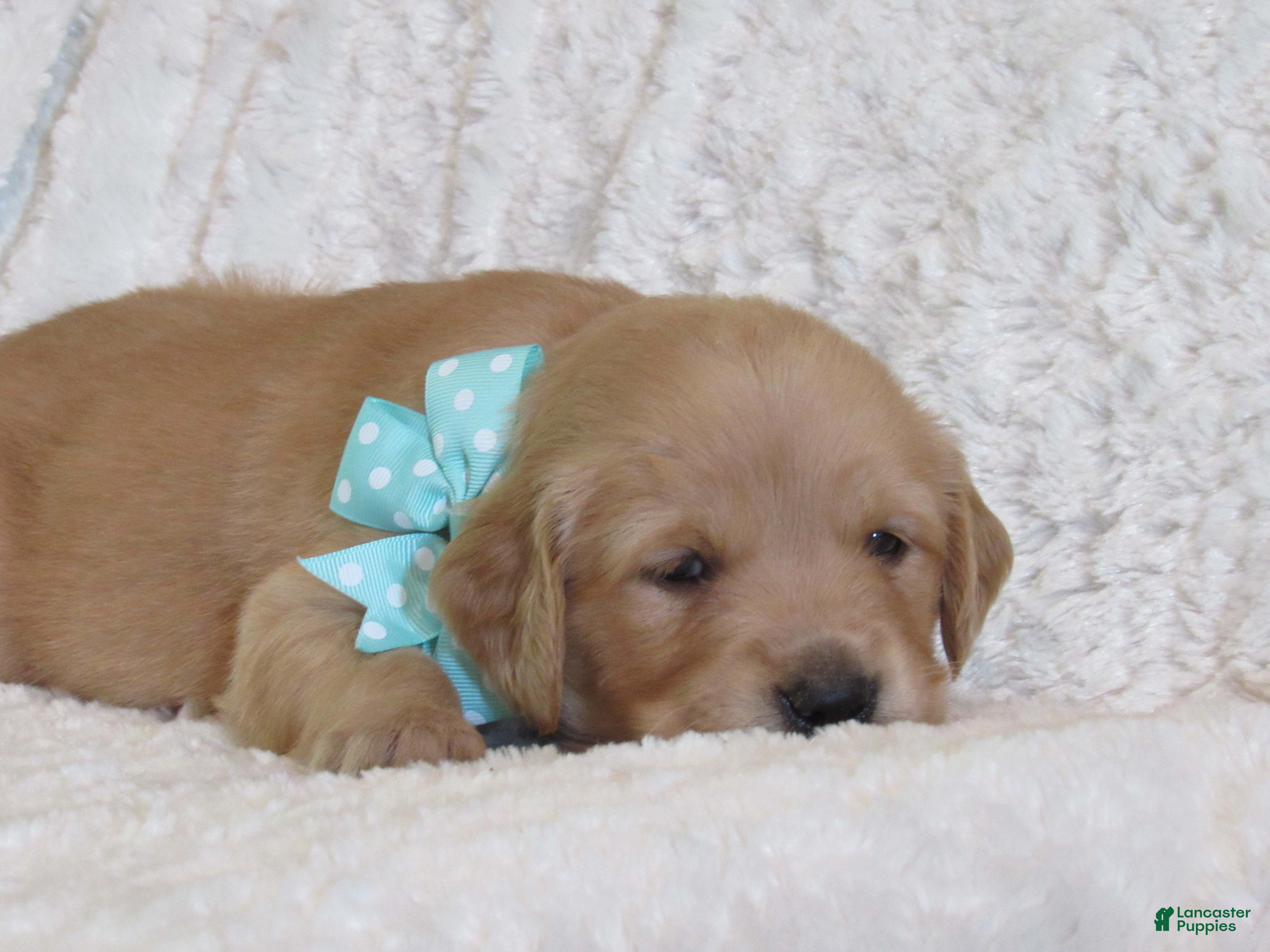 Golden Retriever dogs Lonnie - Ad 2