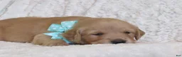 Golden Retriever dogs for sale: Lonnie - Ad 2