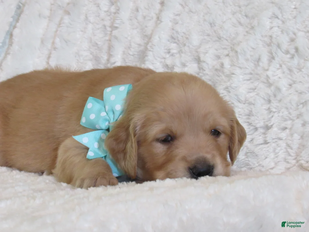 Golden Retriever dogs for sale: Lonnie - Ad 2