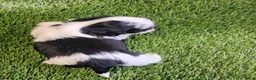 Shih Tzu dogs for sale: Shih Tzu 3 - Ad 3