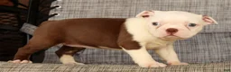 Boston Terrier dogs for sale: Wanda - Ad 3