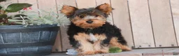 Yorkshire Terrier dogs for sale: Teddy - Ad 3