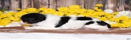 Cavalier King Charles Spaniel dogs for sale: Ginger - Ad 4