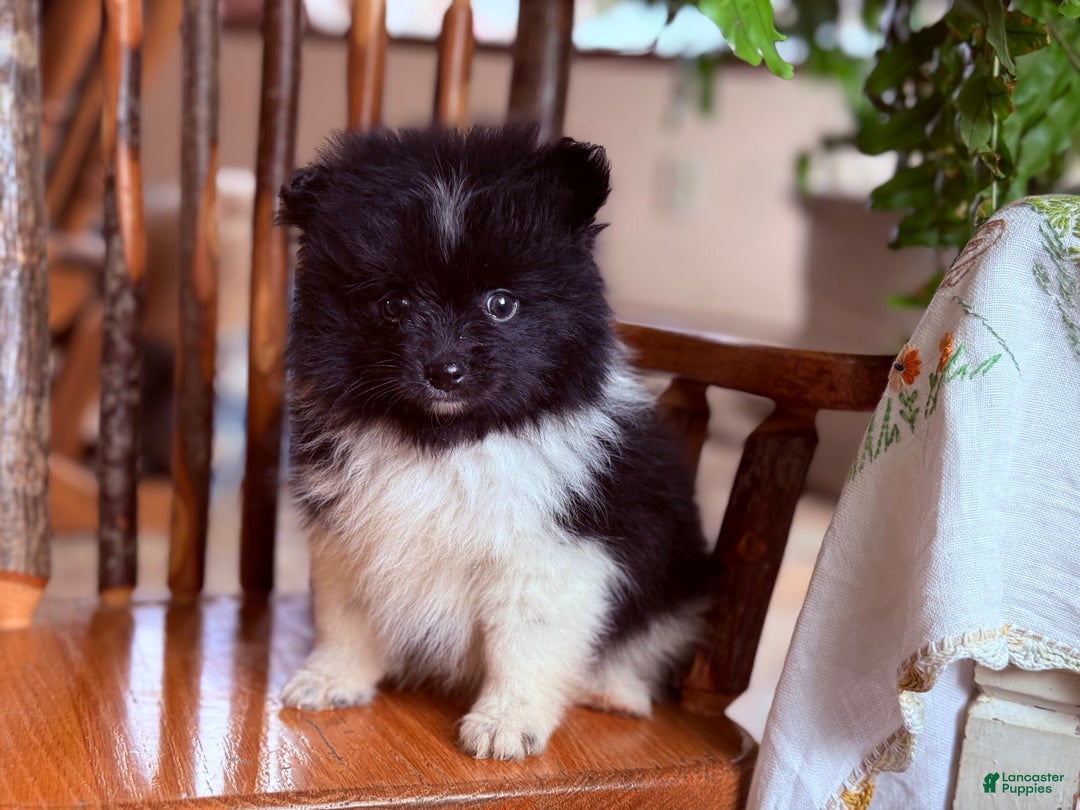 Pomeranian dogs for sale: Klaudia  - Ad 3