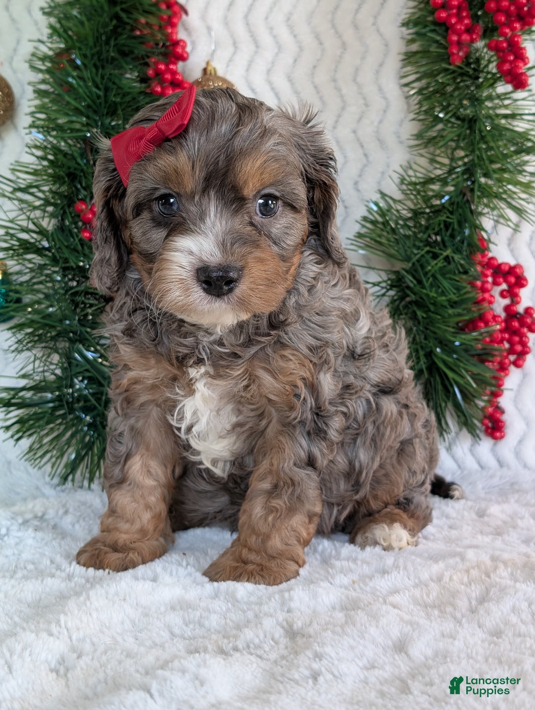 Cavapoo dogs for sale: Asher - Ad 16