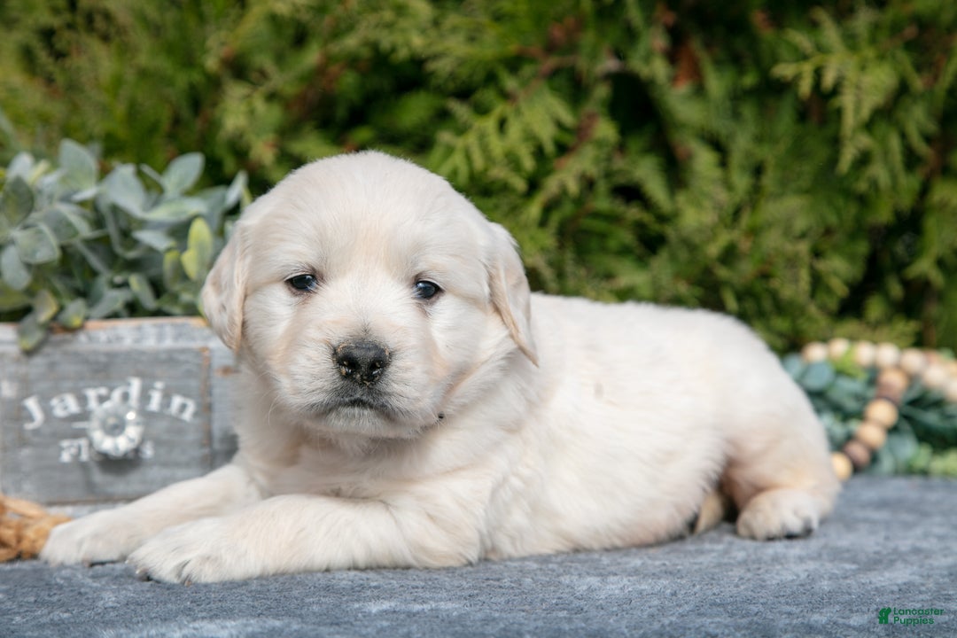 Golden Retriever dogs for sale: Maddox - Ad 1