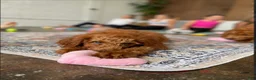 Goldendoodle dogs for sale: 💚 Mr. Green - Ad 5