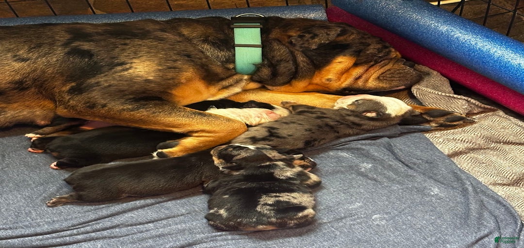 Gallery Image {{count}}