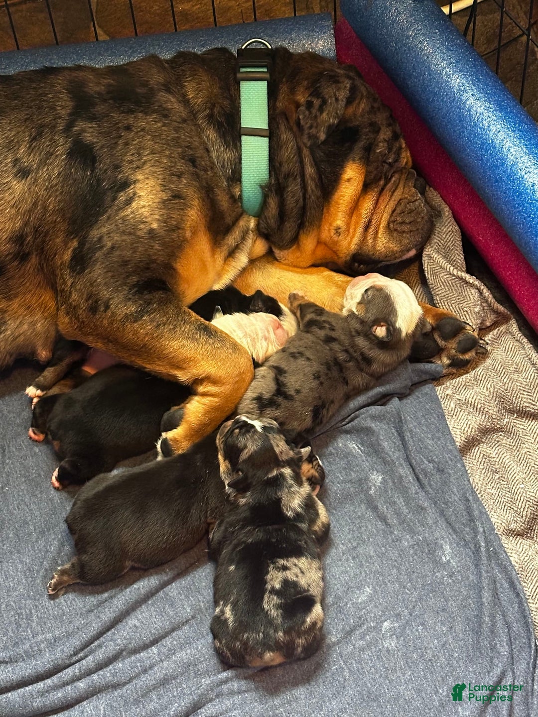 Gallery Image {{count}}