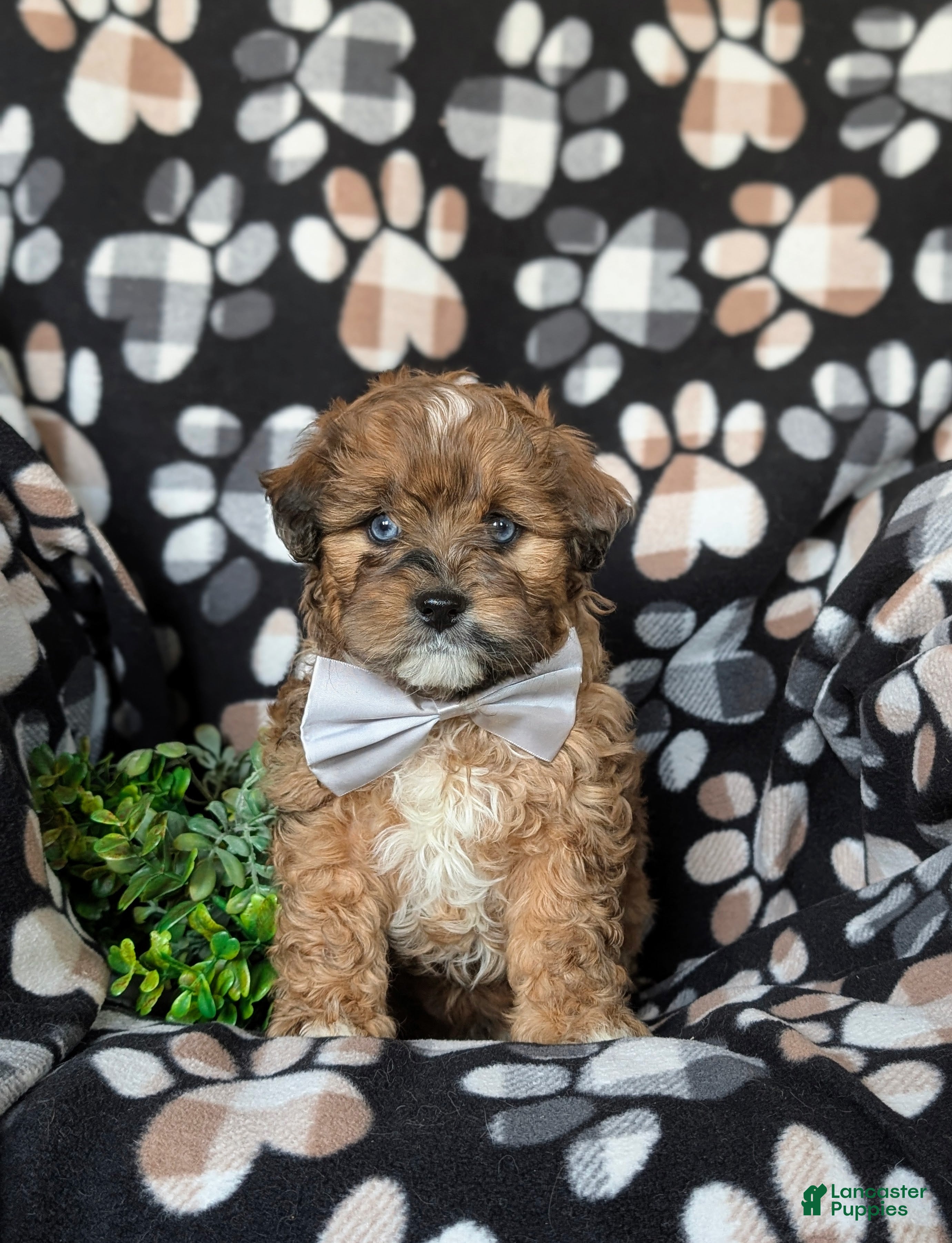Shihpoo dogs Gabriel - Ad 2