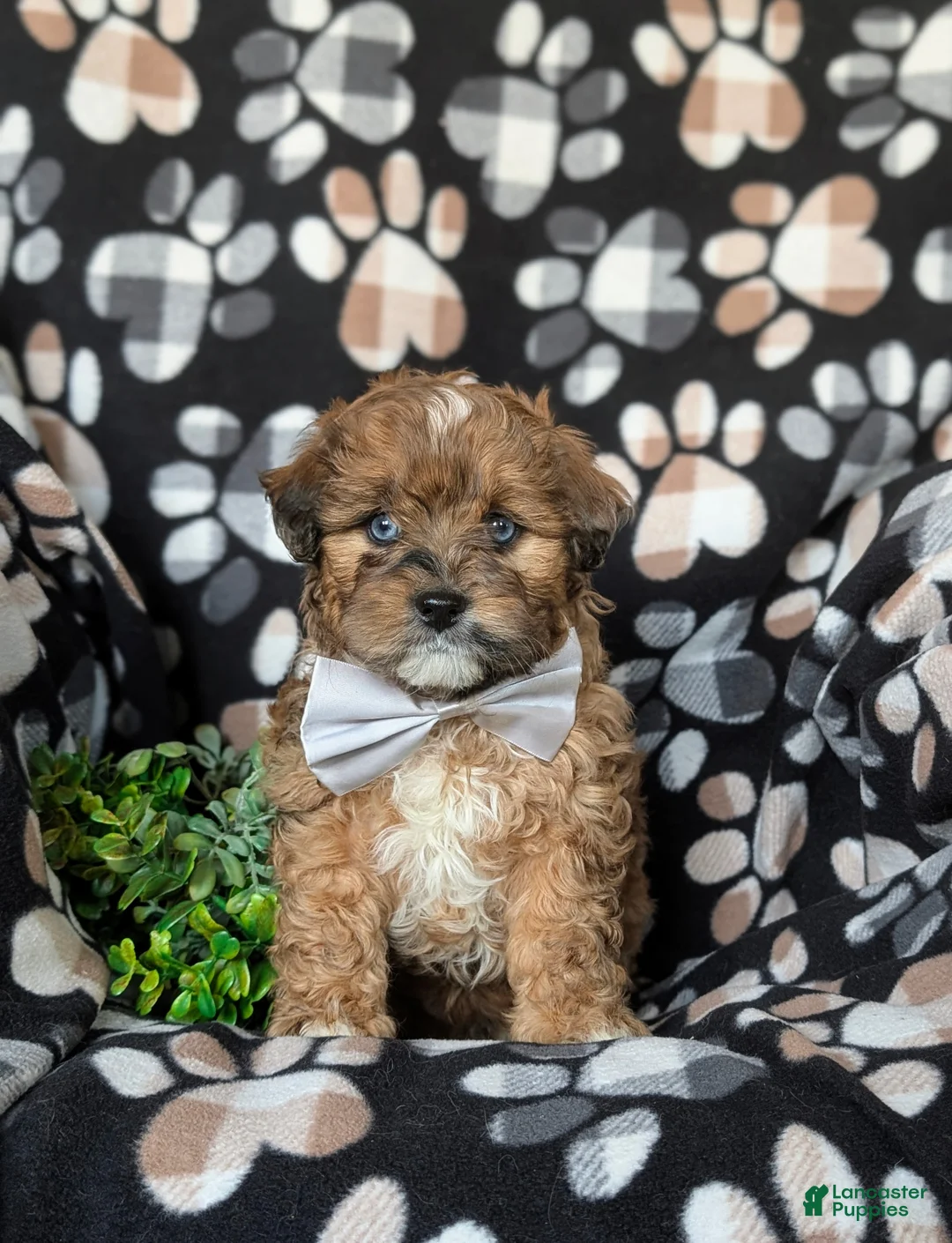 Shihpoo dogs for sale: Gabriel - Ad 2
