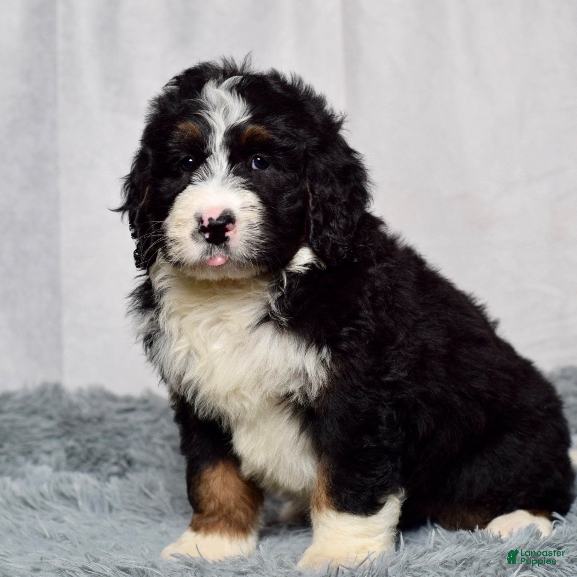 Bernedoodle dogs Wyatt - Ad 2