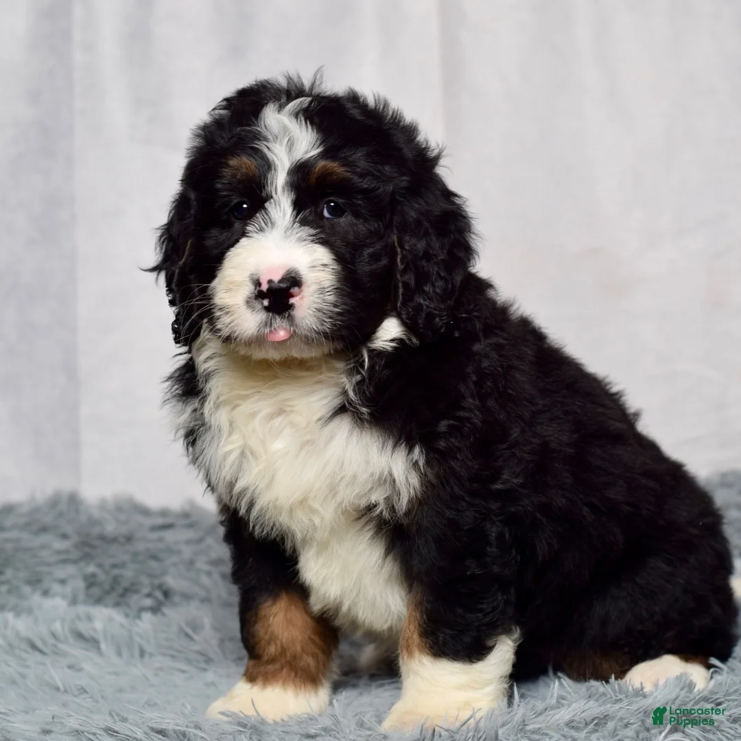 Bernedoodle dogs for sale: Wyatt - Ad 2