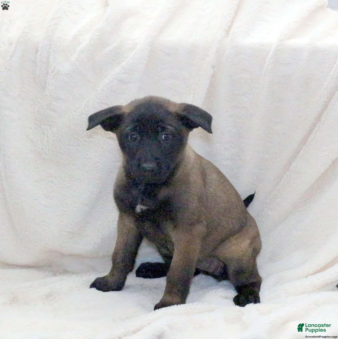 Belgian Malinois dogs for sale: Belgian Malinois Puppy 1 - Ad 4