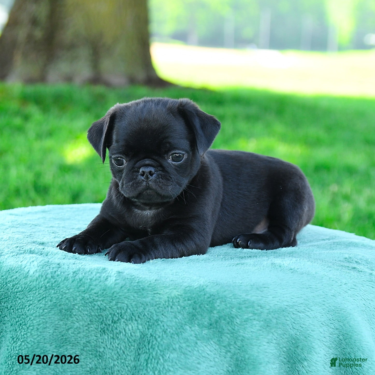 Pug dogs Adrian - Ad 2