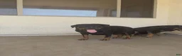 Rottweiler dogs for sale: Rottweiler F2 - Ad 18
