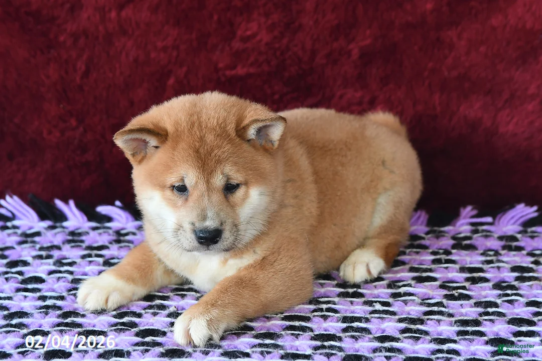 Shiba Inu dogs for sale: Luke - Ad 3