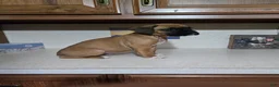Boxer dogs for sale: Kelli - Ad 4
