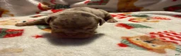 Olde English Bulldogge dogs for sale: Tri Chocolate Merle  - Ad 7