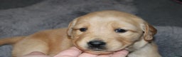 Golden Retriever dogs for sale: Faith - Ad 3